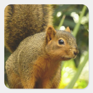 Sticker Carré Portrait d'un écureuil Nature Animal Photographie