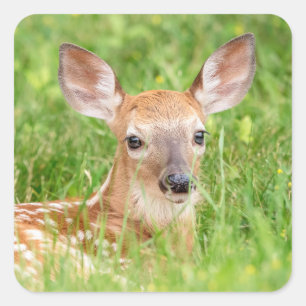 Sticker Carré Portrait d'un faon (cerf de Virginie)
