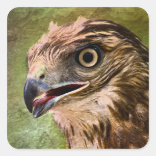 Sticker Carré Portrait d'un Hawk