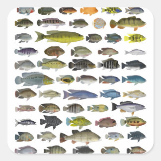 Sticker Carré Poster du groupe Cichlid