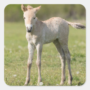 Sticker Carré Poulain de cheval de Przewalski, Hongrie