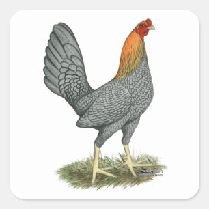 Sticker Carré Poule de Combat Bleu Rouge