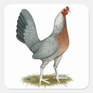 Sticker Carré Poule de jeu américaine bleu argenté