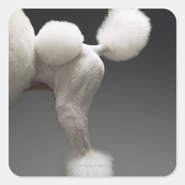 Sticker Carré Poules de Poodle, sur arrière - plan gris (Devant)