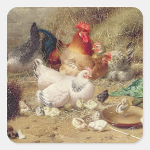 Sticker Carré Poules roosting avec leurs poulets
