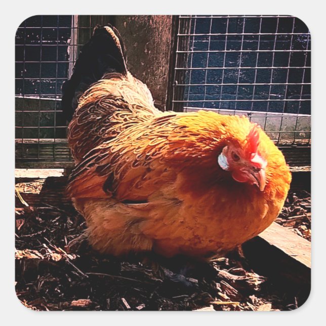 Sticker Carré Poulet orange (Devant)