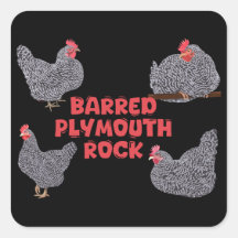 Poulets de roche de Plymouth barrés