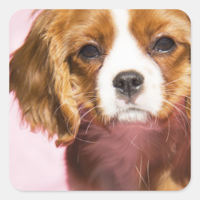 Sticker Carré pour marionnettes Charles Spaniel (Devant)