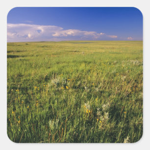 Sticker Carré Prairie à herbe courte dans le nord-est éloigné
