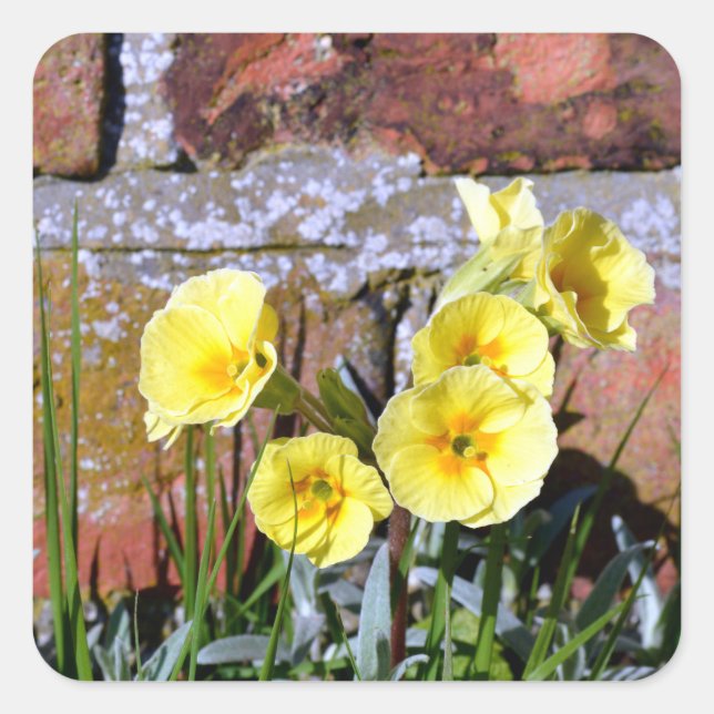 Sticker Carré Primrose (Devant)