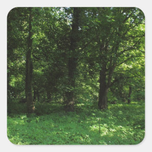 Sticker Carré Printemps dans les bois 02