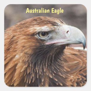 Sticker Carré Profil d'aigle australien