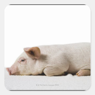 Sticker Carré Profil Piglet Lying Down