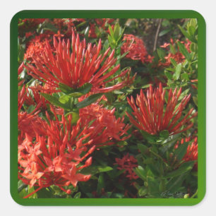 Sticker Carré Projet Vibrant Orange Firebush
