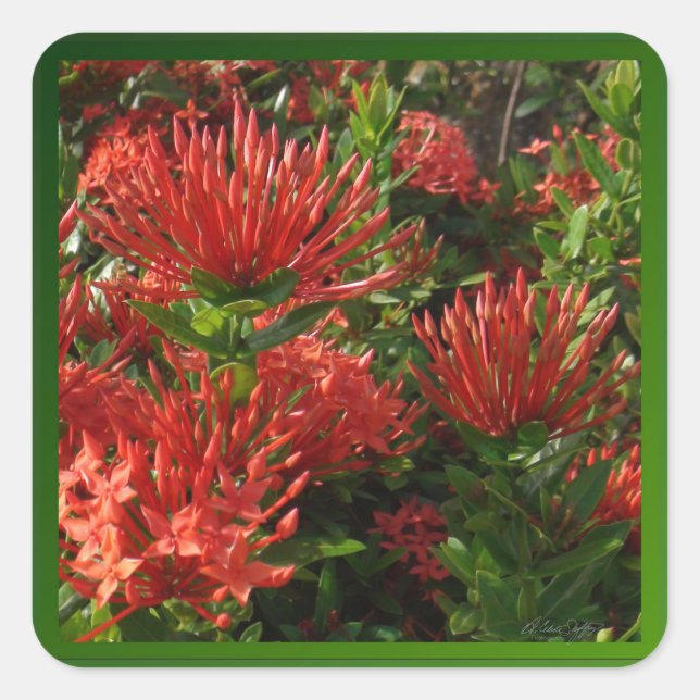 Sticker Carré Projet Vibrant Orange Firebush (Devant)