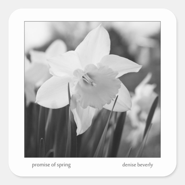 Sticker Carré promesse daffodil jonquil printemps noir et blanc (Devant)