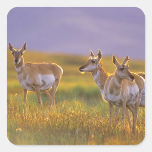 Sticker Carré Pronghorn Antelope dans le Montana