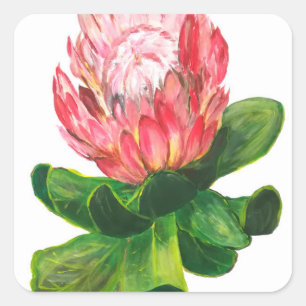Sticker Carré Protea rose, fleur de protea de roi, tropicale,