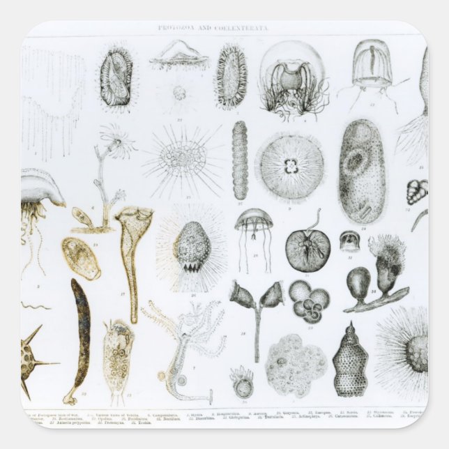 Sticker Carré Protozoaires et Coelenterata (Devant)