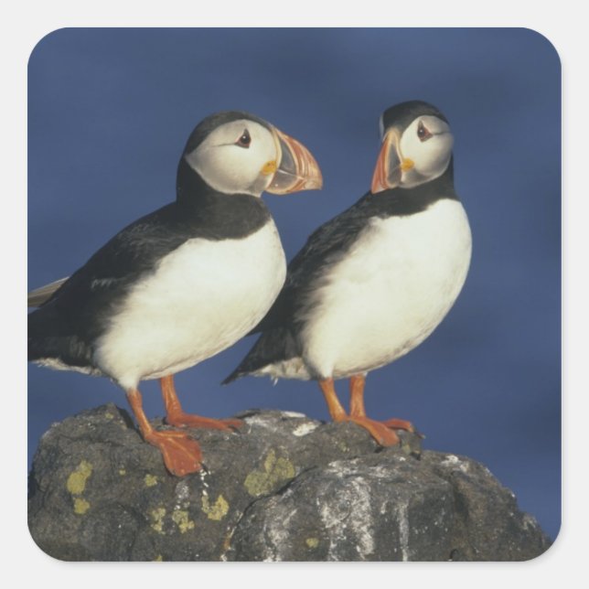 Sticker Carré Puffin de l'Atlantique (Devant)