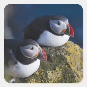 Sticker Carré Puffin de l'Atlantique