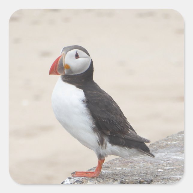 Sticker Carré Puffin prendre une pause (Devant)