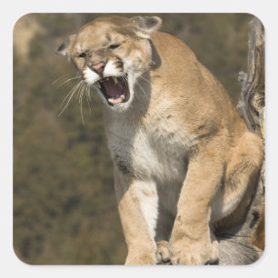 Sticker Carré Puma ou lion de montagne, puma concolor, En captiv