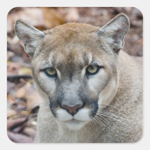 Sticker Carré Puma, puma, panthère de la Floride, puma