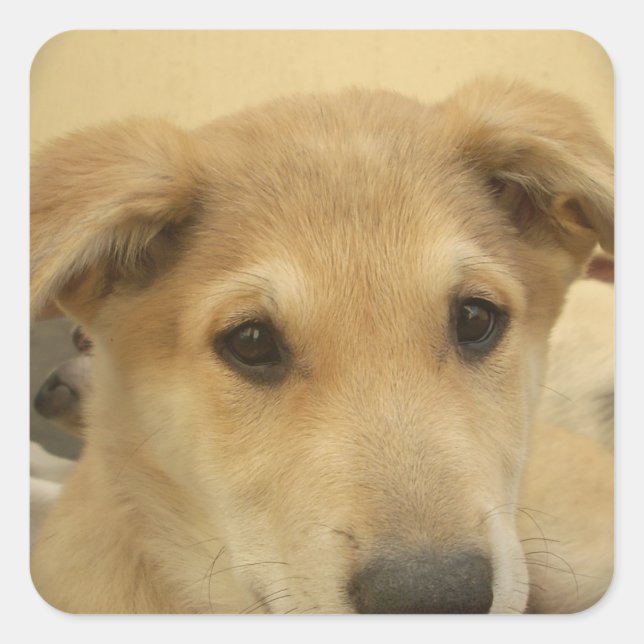 Sticker Carré Puppy Love : Le meilleur ami de l'homme (Devant)