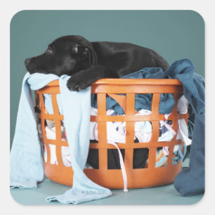 Sticker Carré Puppy lying in laundry basket