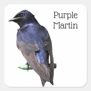 Sticker Carré Purple