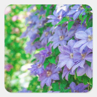 Sticker Carré Purple Clematis flower