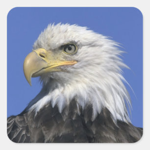 Sticker Carré Pygargue à tête blanche, (Haliaeetus leucocephalus