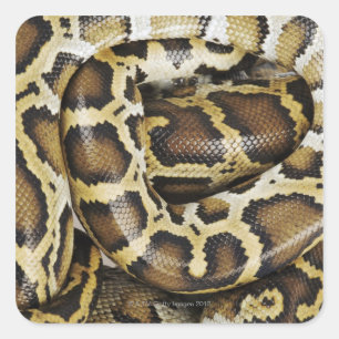 Sticker Carré Python birman