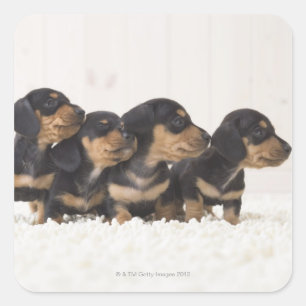 Sticker Carré Quatre Mini Dachshund