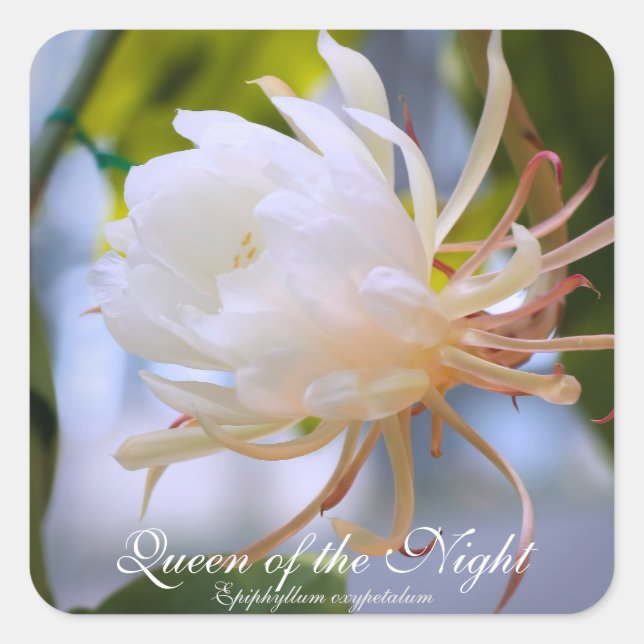 Sticker Carré Queen of the Night：Square Seal (Devant)