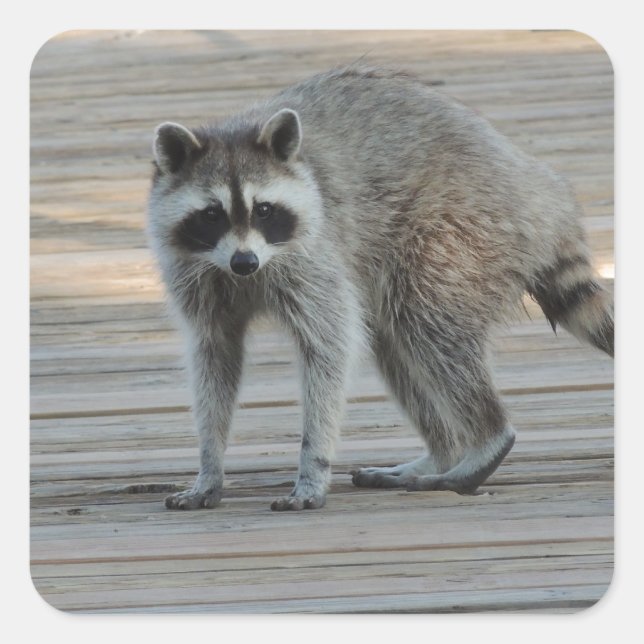 Sticker Carré Raccoon (Devant)