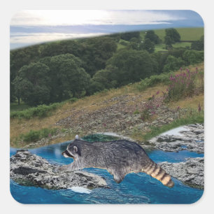 Sticker Carré Raccoon curieux et intelligent