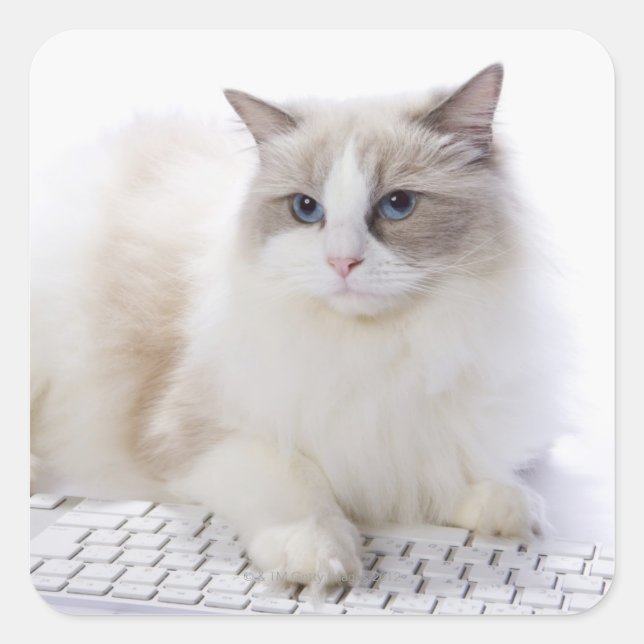 Sticker Carré Ragdoll cat sur le clavier de l'ordinateur (Devant)