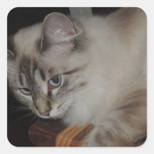 Sticker Carré Ragdoll Chat Kitten Design original