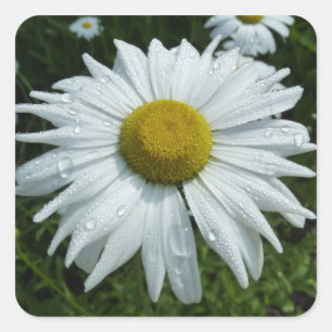 Sticker Carré Raindrops sur Daisy II Floral Fleur sauvage