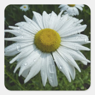 Sticker Carré Raindrops sur Daisy II Floral Fleur sauvage