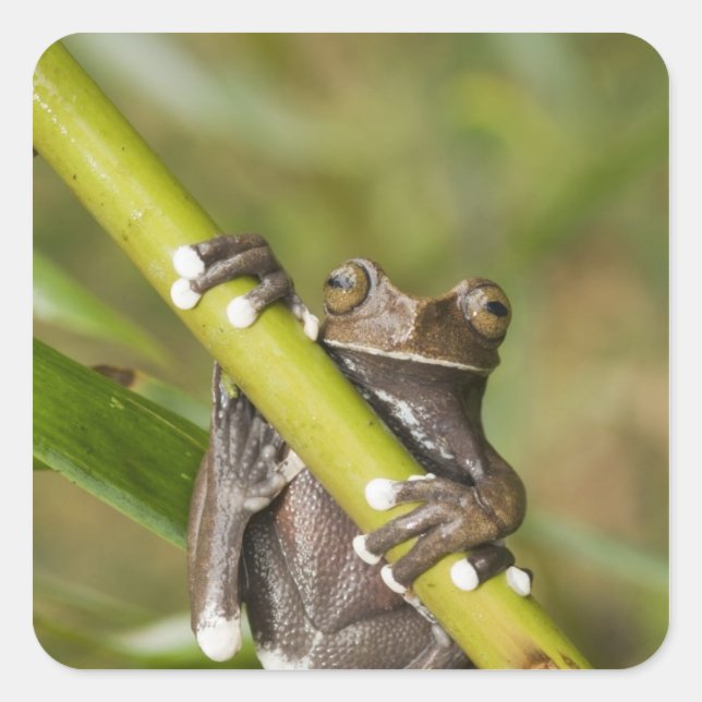Sticker Carré Rainette captive de Tapichalaca Hyloscirtus (Devant)