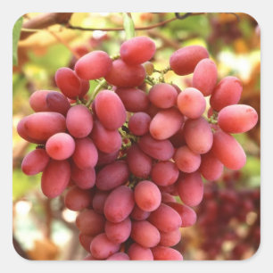 Sticker Carré Raisins aspermes cramoisis