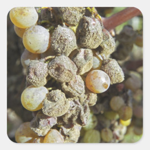Sticker Carré Raisins de Semillon avec pourriture noble. au mome