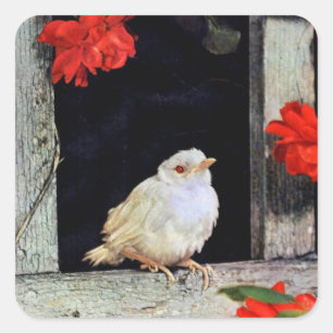 Sticker Carré RARE albinos robin