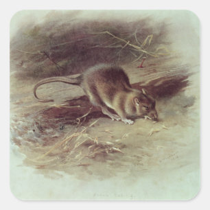 Sticker Carré Rat Brown 1918
