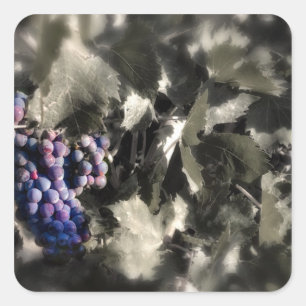 Sticker Carré Récolte au vignoble principal de Tefft Cellars