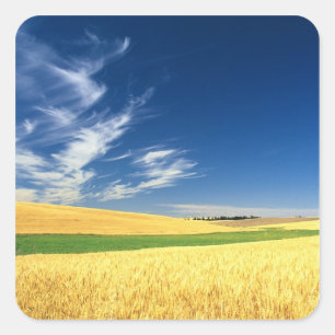 Sticker Carré Récolte de blé sur le Palouse dans l'est