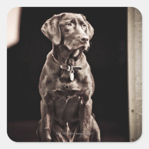 Sticker Carré Récupérateur de chocolat Labrador